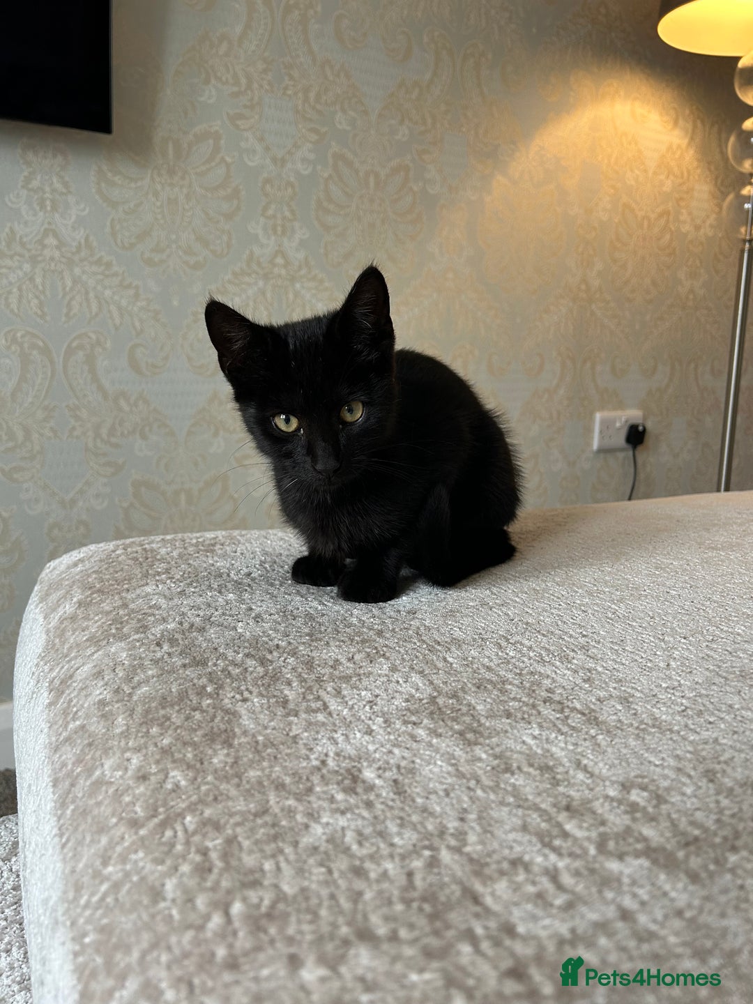Mixed Breed cats for sale: 2 beautiful kittens ready for a loving home - Image 23