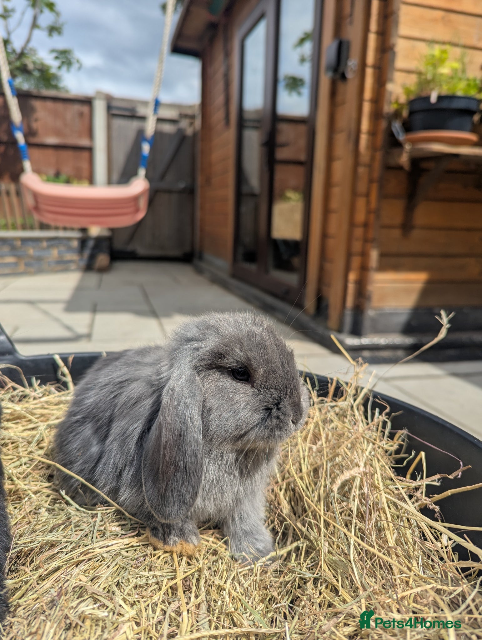 French Lop rabbits French Lop/Mini Lop ready from the 10th of June - Advert 21