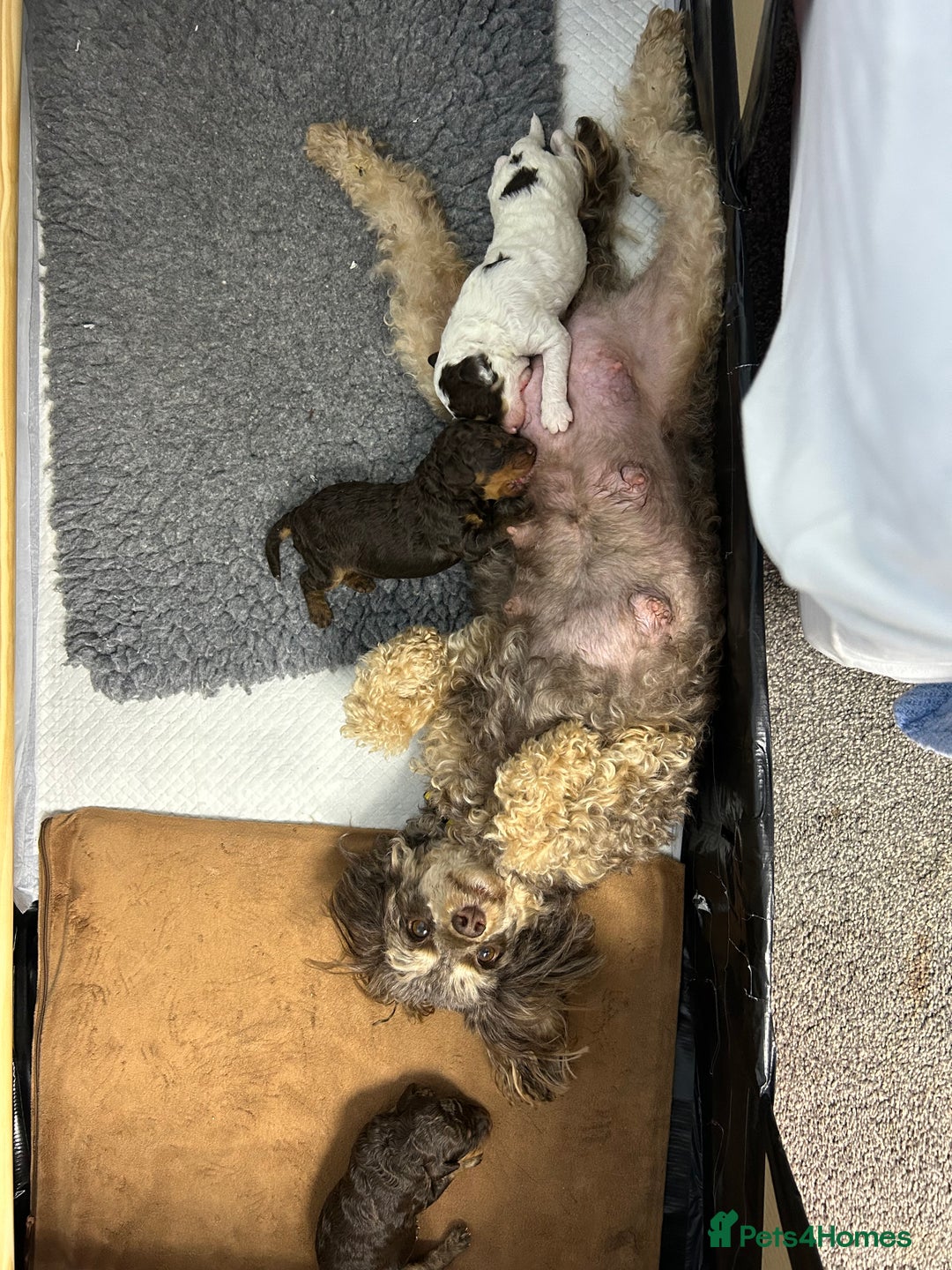 Toy Poodle dogs for sale: Toy poodle girls and boy - Image 6