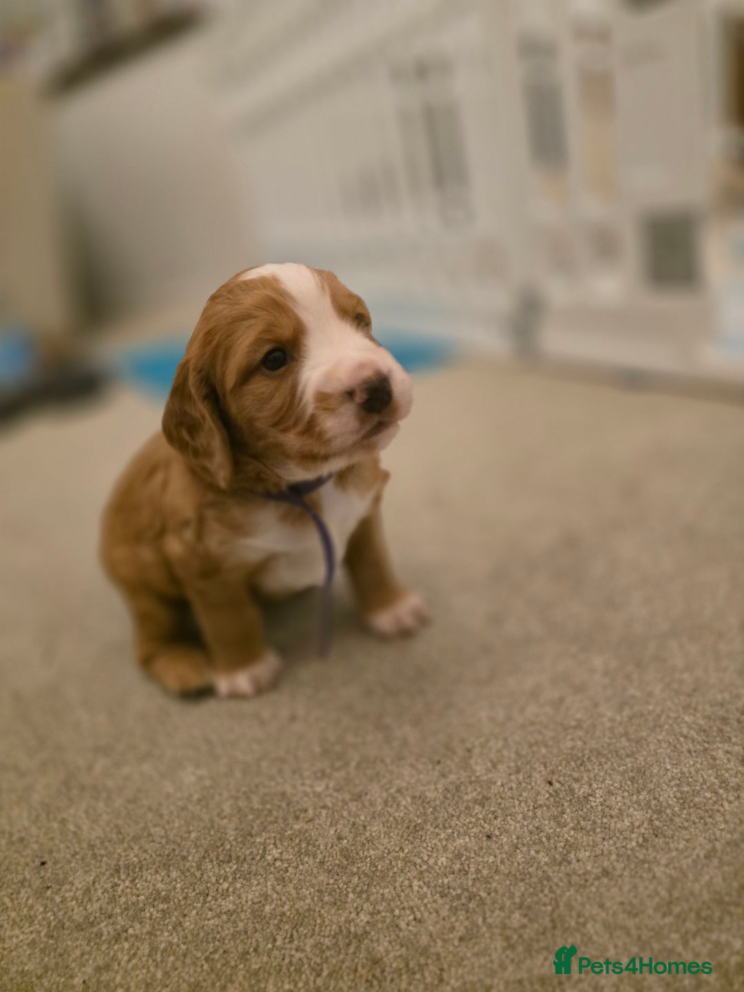 Cocker Spaniel dogs for sale: Working cocker spaniel males  - Advert 3