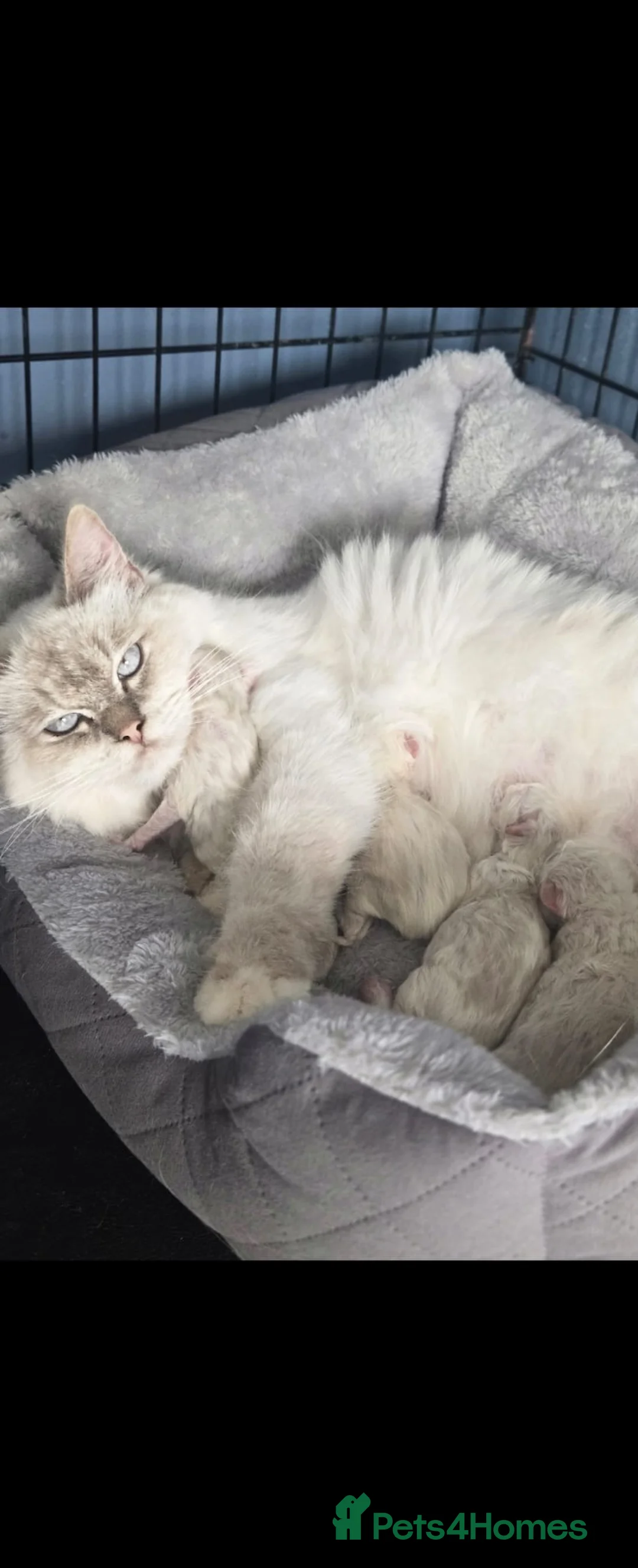 Ragdoll cats for sale: 4 Stunning Ragdoll Kittens  in Basildon - Advert 29