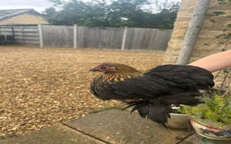Chickens poultry for sale: Pekin Bantam Hens - almost 3 months old - Image 4