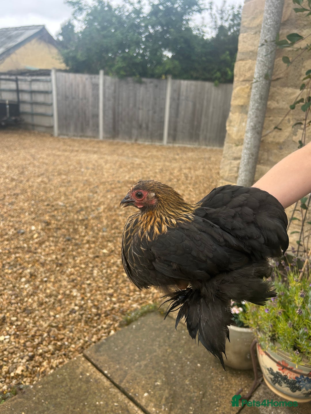 Chickens poultry for sale: Pekin Bantam Hens - almost 3 months old - Image 4