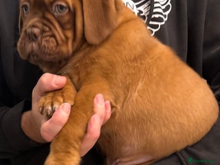 Dogue De Bordeaux dogs Outstanding Chunky KC DDB Puppies - Advert 5