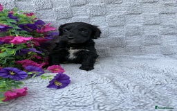 Cockapoo dogs for sale: F1 Showtype Cockapoo - Image 10