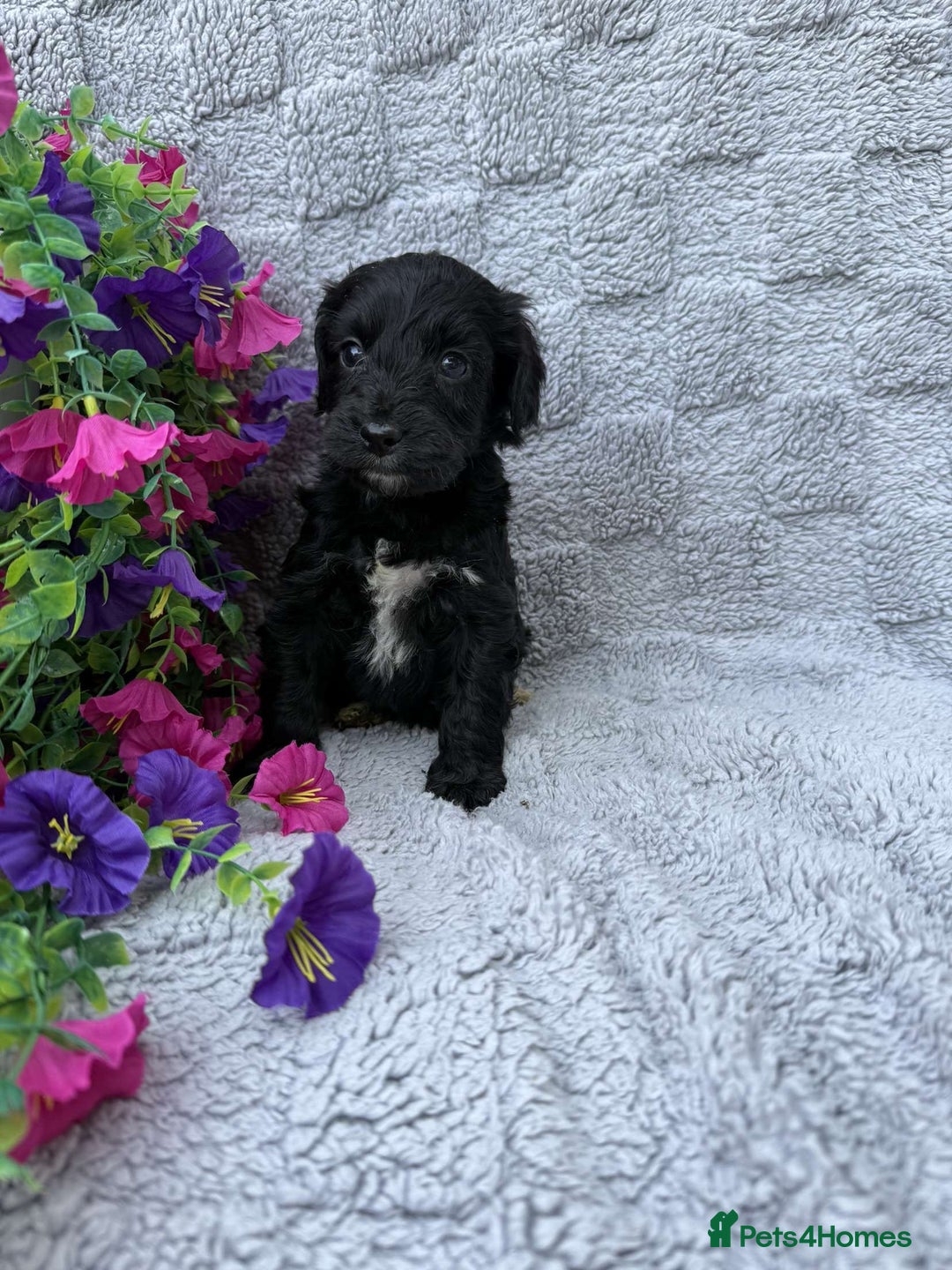Cockapoo dogs for sale: F1 Showtype Cockapoo - Image 10