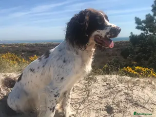 English Springer Spaniel dogs Springer spaniel pups - Advert 1