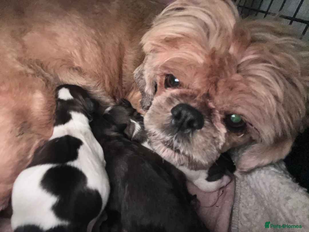 Shih Tzu dogs for sale: Shihtzu-Poodle mix Toy shihpoo puppies  - Advert 1