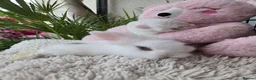 Lionhead rabbits for sale: Cutest Lionhead lops Supersoft blue eyes  - Advert 5