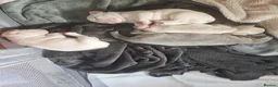 French Bulldog dogs for sale: french bulldog puppies - Advert 13