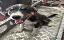 Border Collie dogs for sale: 2 female border collies puppies - Image 4