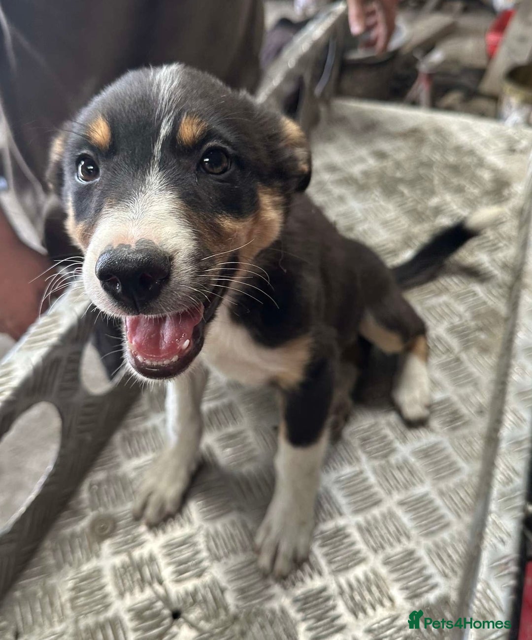 Border Collie dogs for sale: 2 female border collies puppies - Image 4
