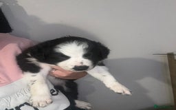 Border Collie dogs for sale: 3 male border collie pups available  - Image 7