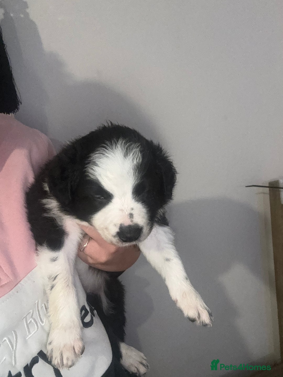 Border Collie dogs for sale: 3 male border collie pups available  - Image 7