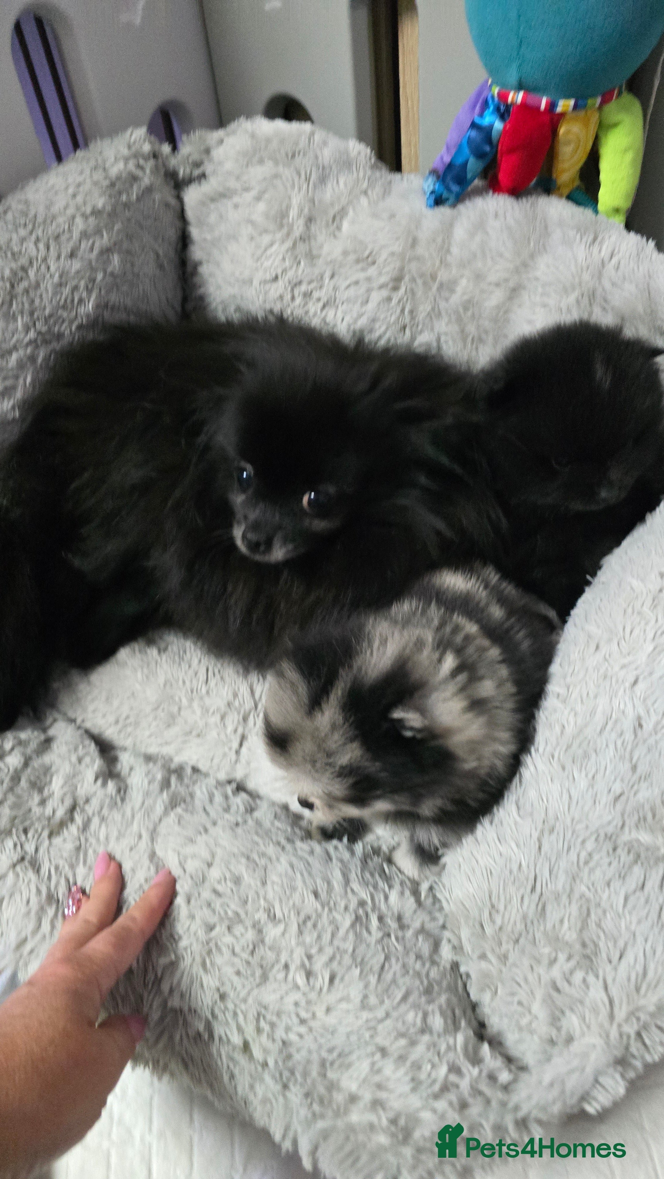 Pomeranian dogs Only black boy left looking for loving home  - Advert 1