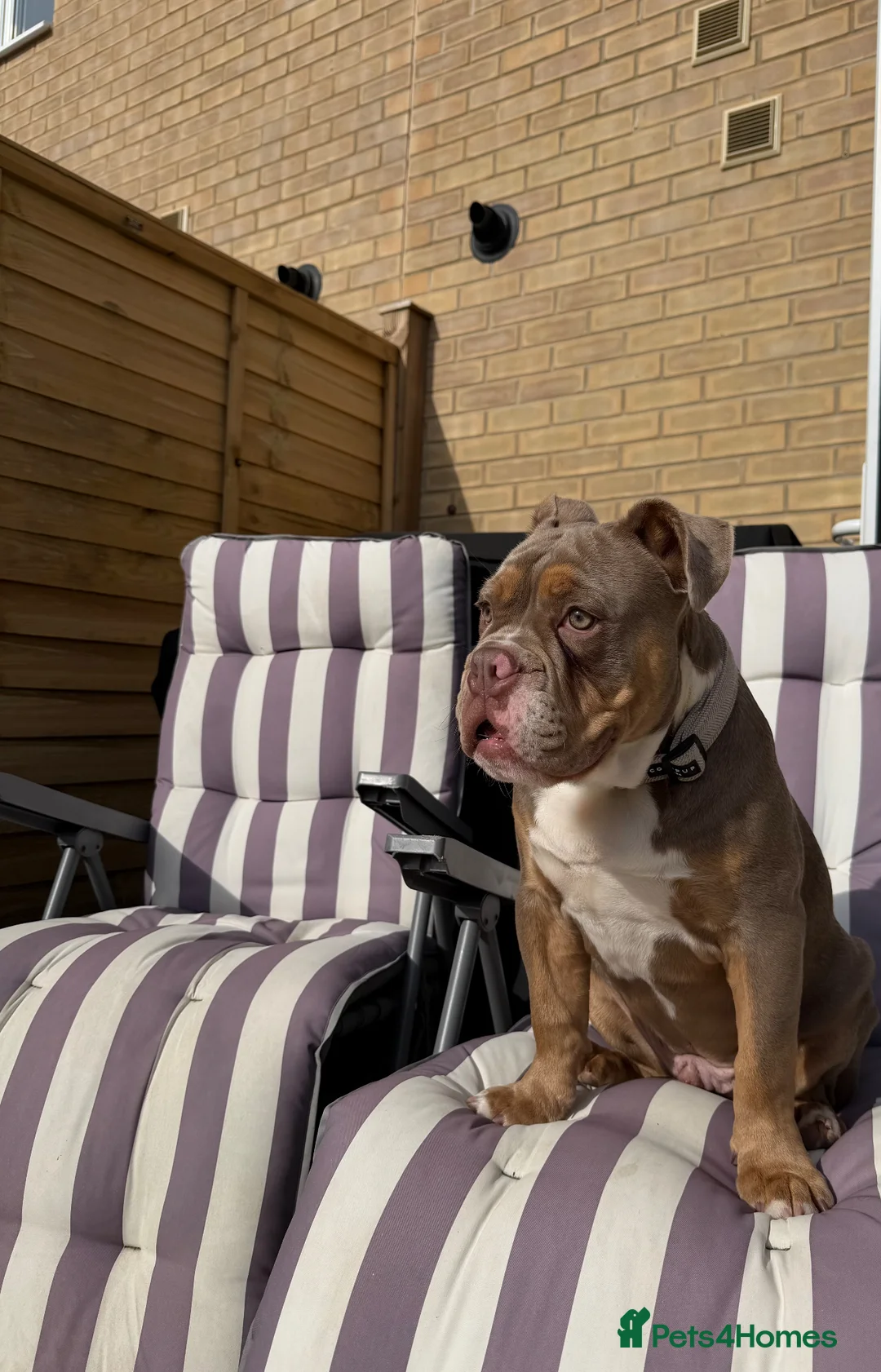 English Bulldog dogs for sale: English Bulldog male puppy - Advert 2