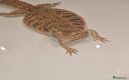 Bearded Dragon reptiles for sale: Bearded Dragon For Sale - Image 2