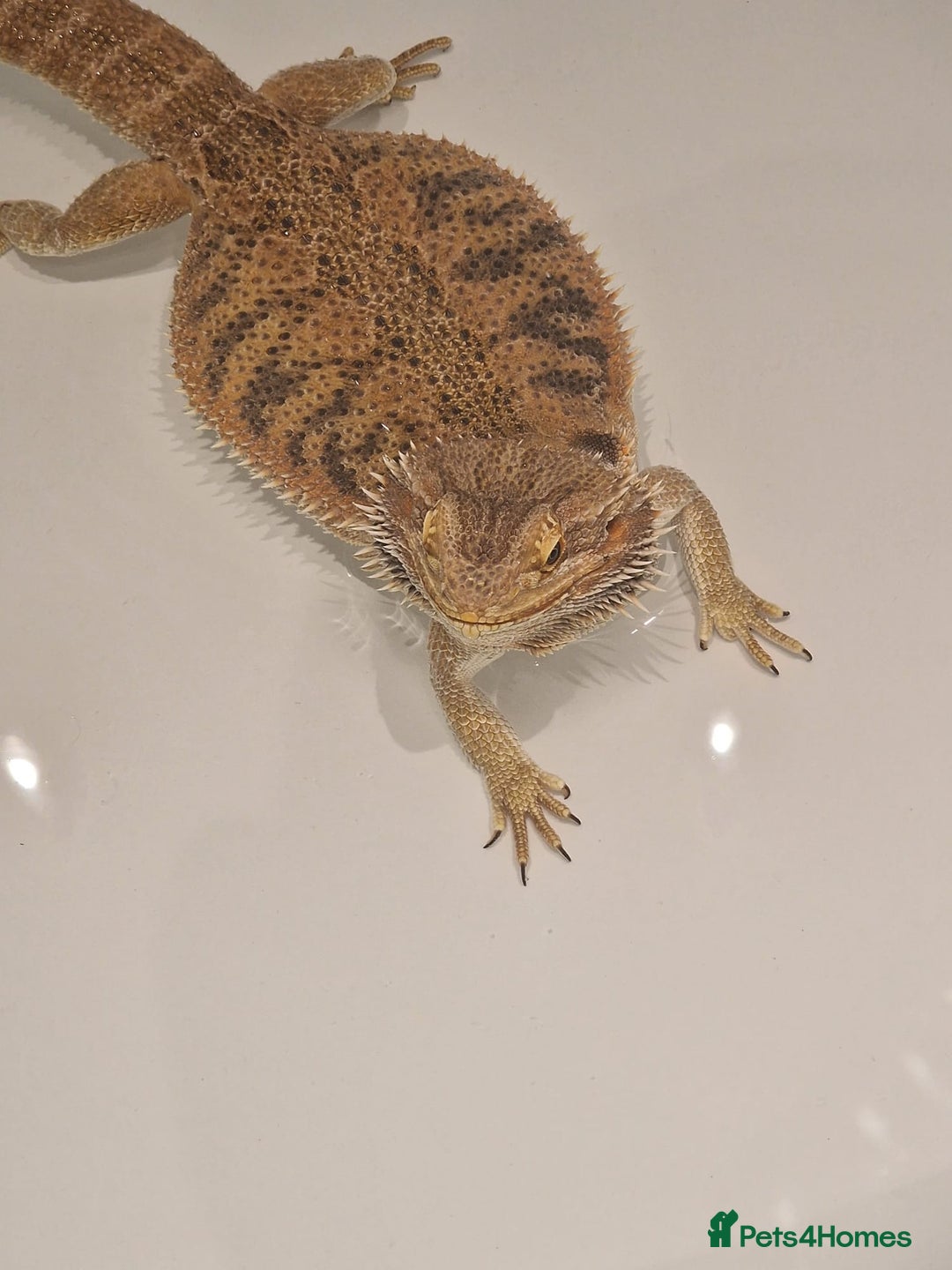 Bearded Dragon reptiles for sale: Bearded Dragon For Sale - Image 2
