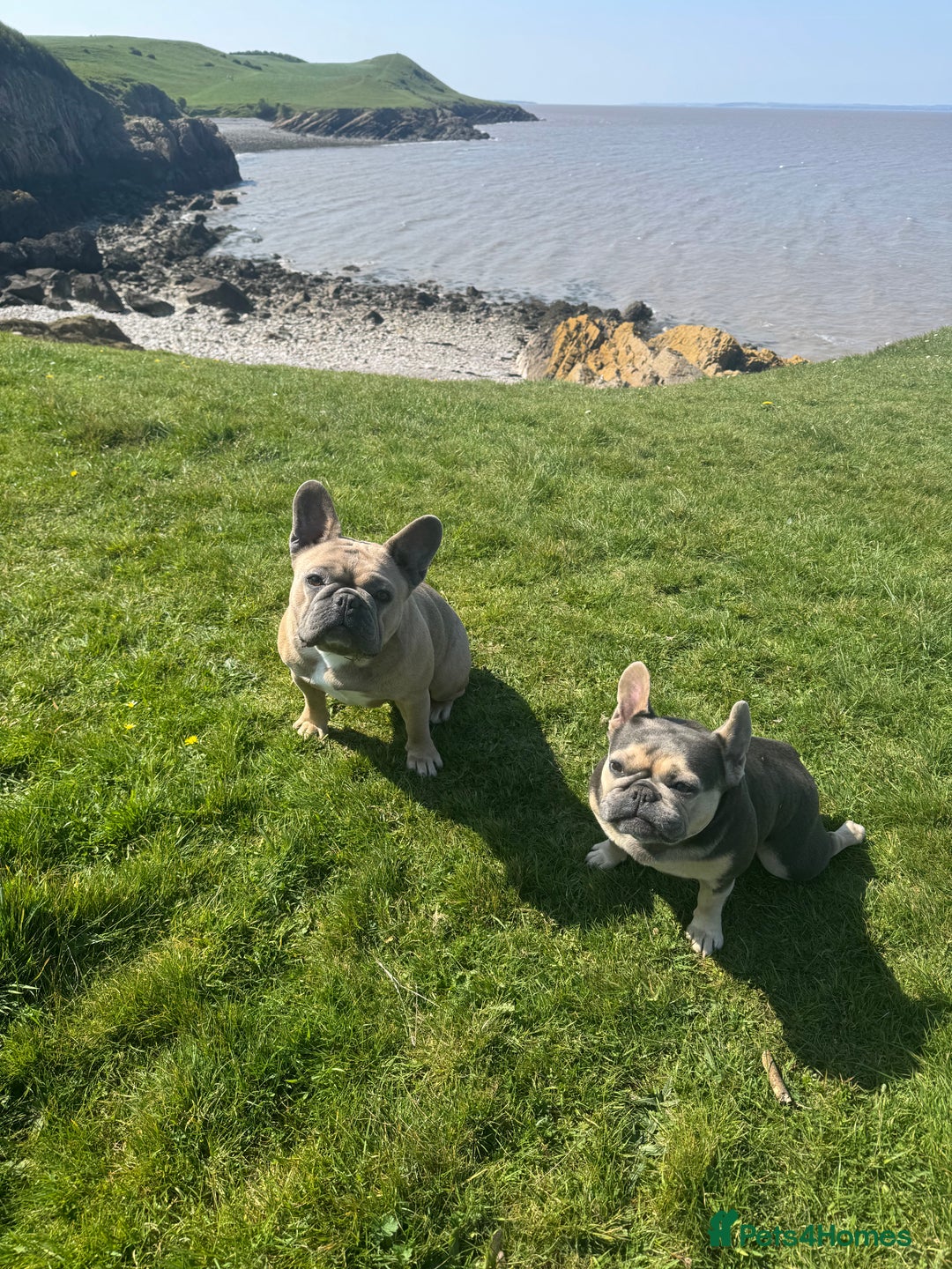 French Bulldog dogs for sale: Rehoming of Shelby and Stitch  - Advert 1