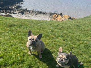 French Bulldog dogs Rehoming of Shelby and Stitch - Advert 8