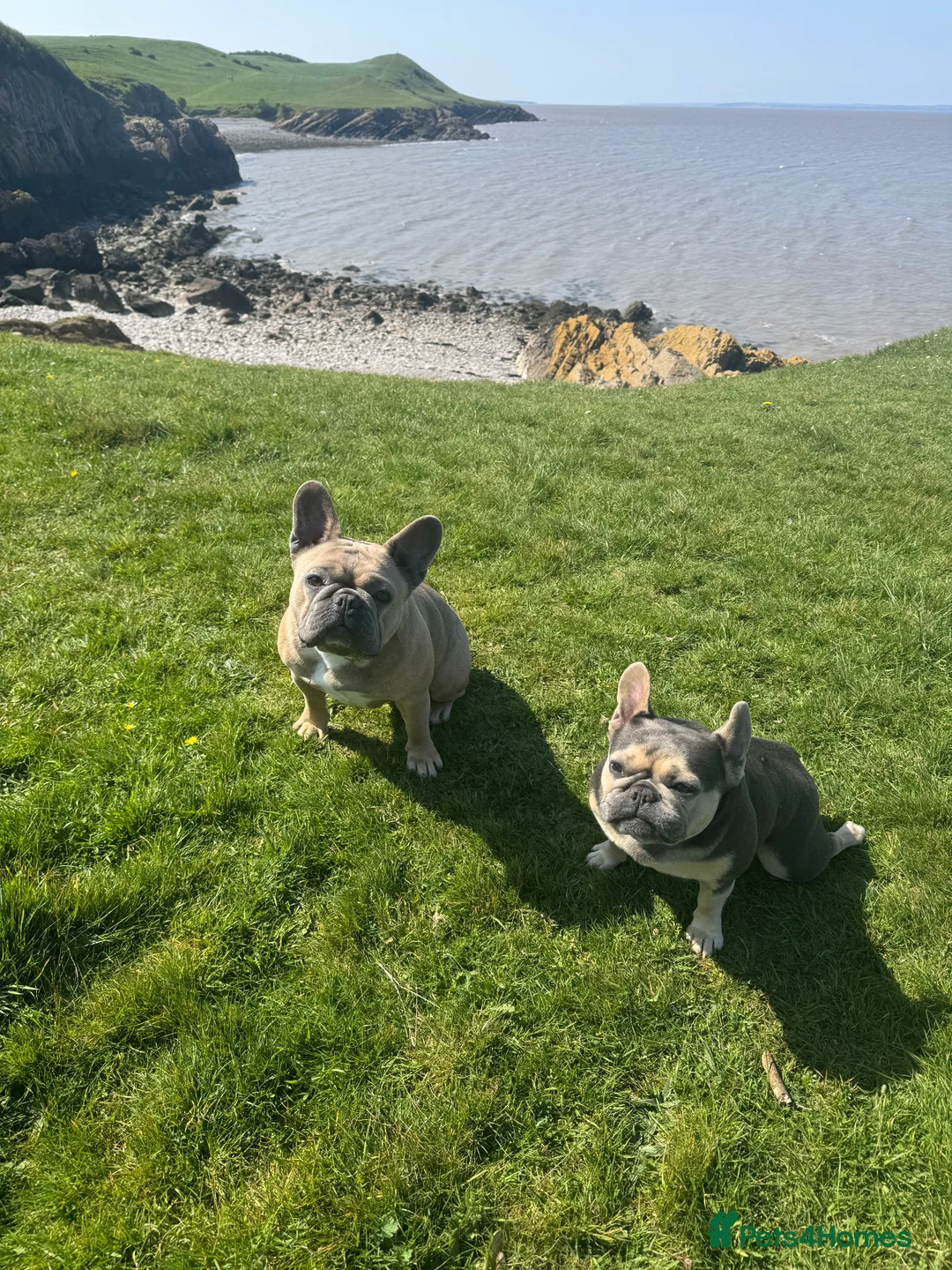 French Bulldog dogs for sale: Rehoming of Shelby and Stitch  - Advert 1