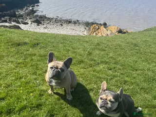French Bulldog dogs Rehoming of Shelby and Stitch - Advert 16