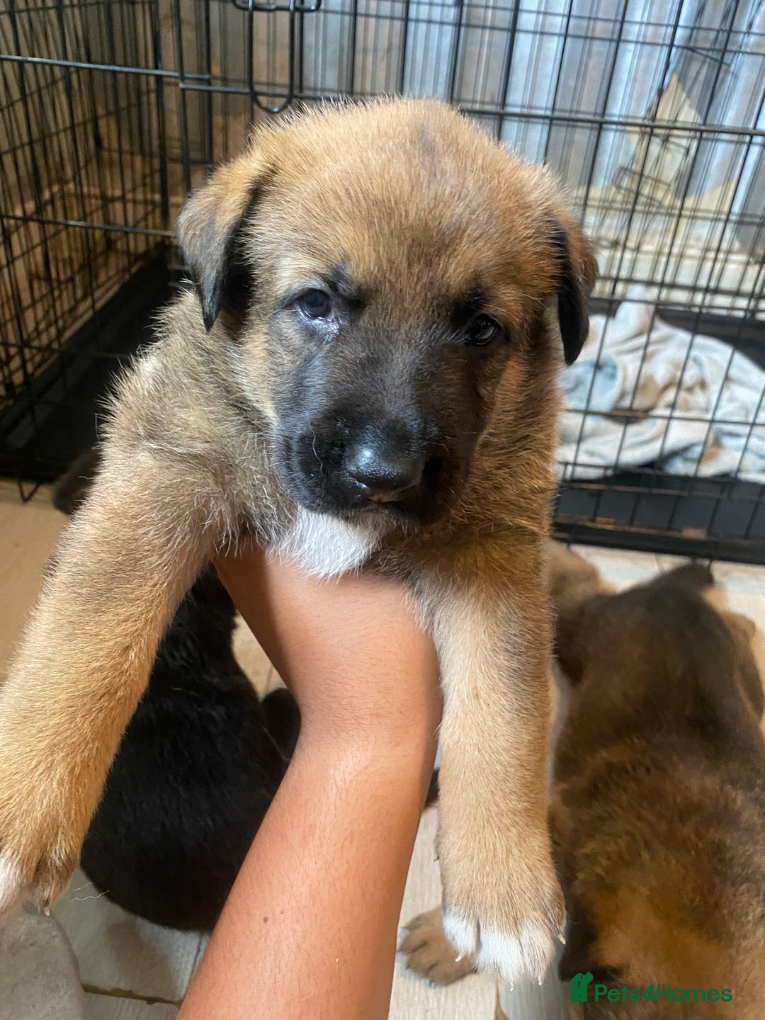 Mixed Breed dogs for sale: belgian malinois / czech shepherd puppies  - Image 7