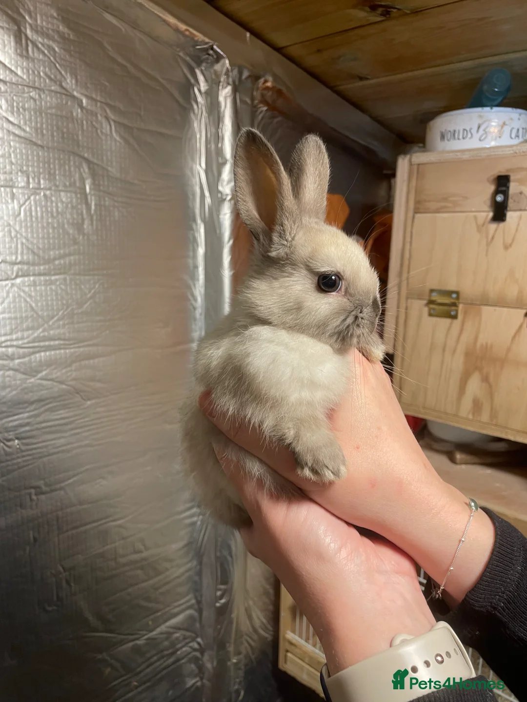 Mixed Breed rabbits for sale: Lionhead x Lops  - Advert 1