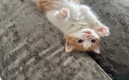 Mixed Breed cats for sale: Fluffy Ginger & White Kittens  - Image 1