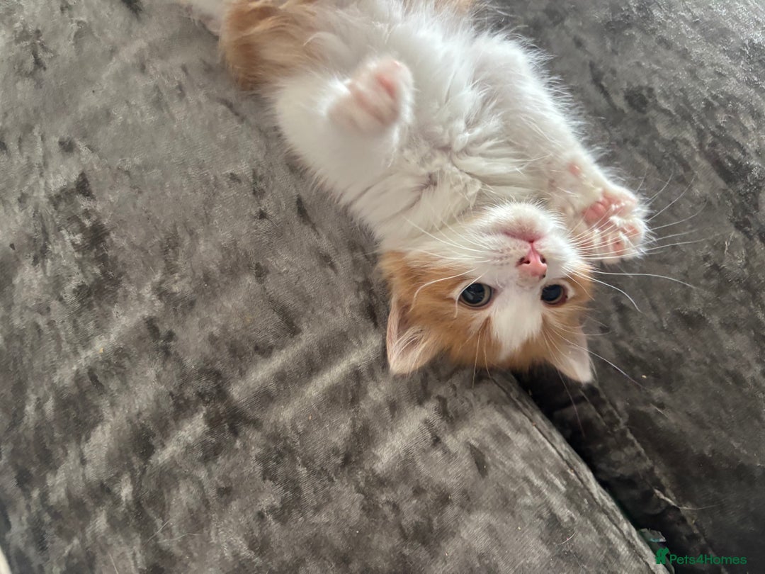Mixed Breed cats for sale: Fluffy Ginger & White Kittens  - Image 1