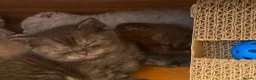 Scottish Fold cats for sale: Scottish fold kittens - Advert 4