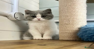 British Shorthair cats - Advert 8