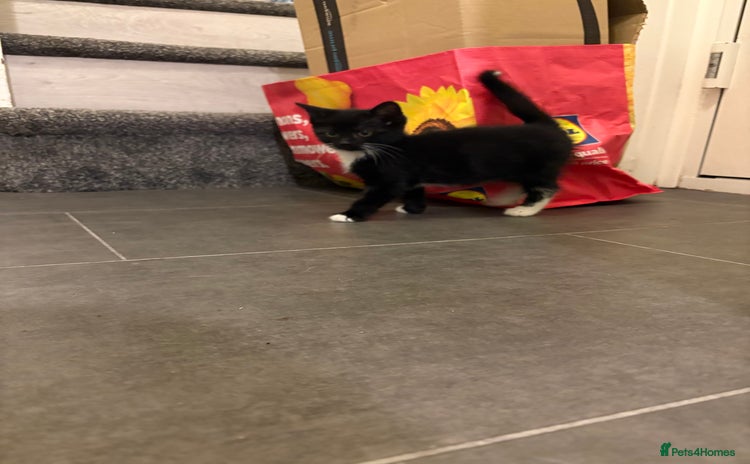 Domestic Shorthair cats - Advert 2