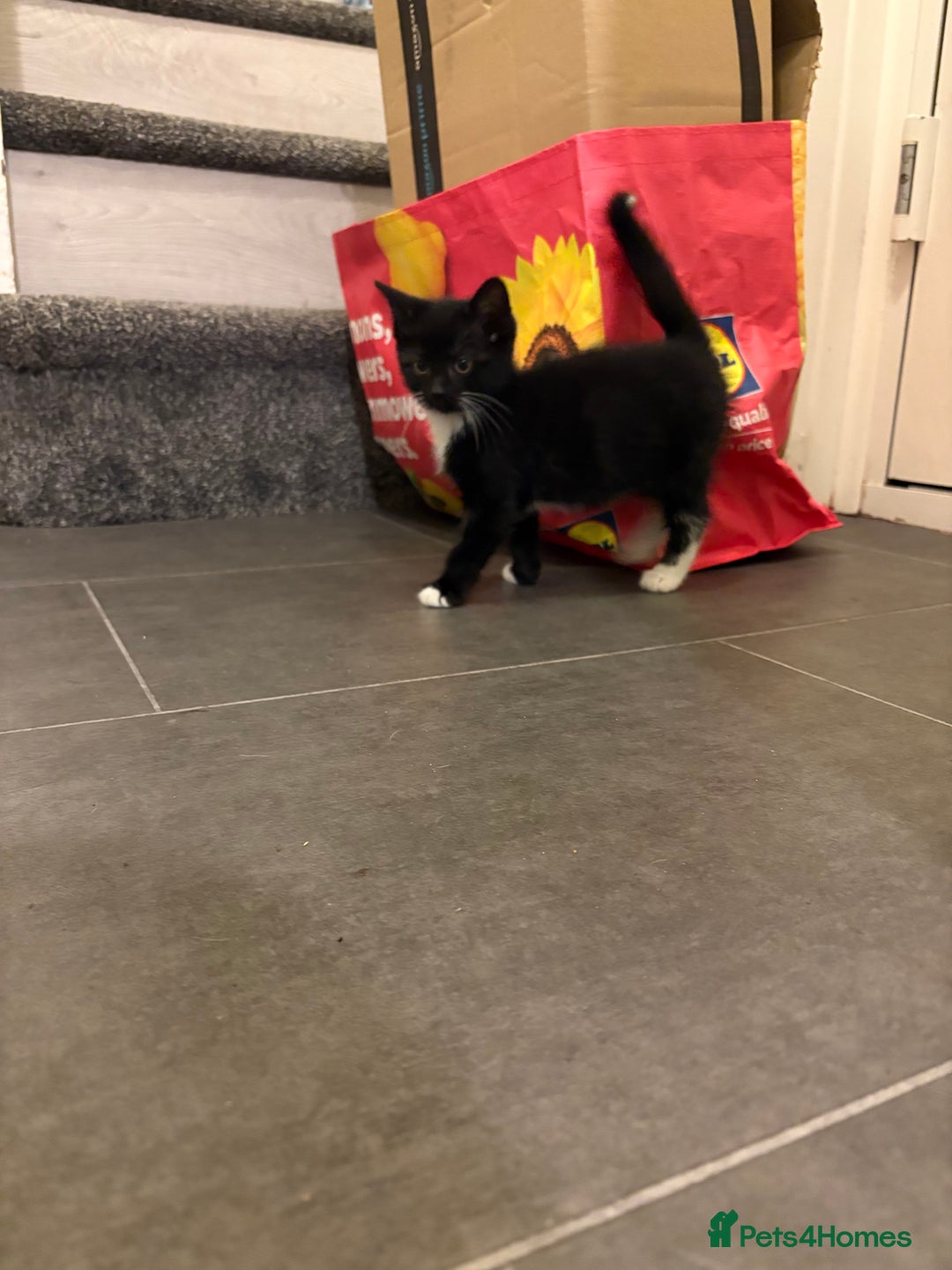 Domestic Shorthair cats for sale: Female kitten  - Image 1