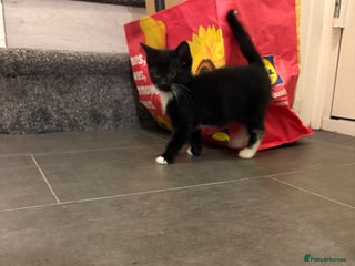 Domestic Shorthair cats Female kitten - Advert 17