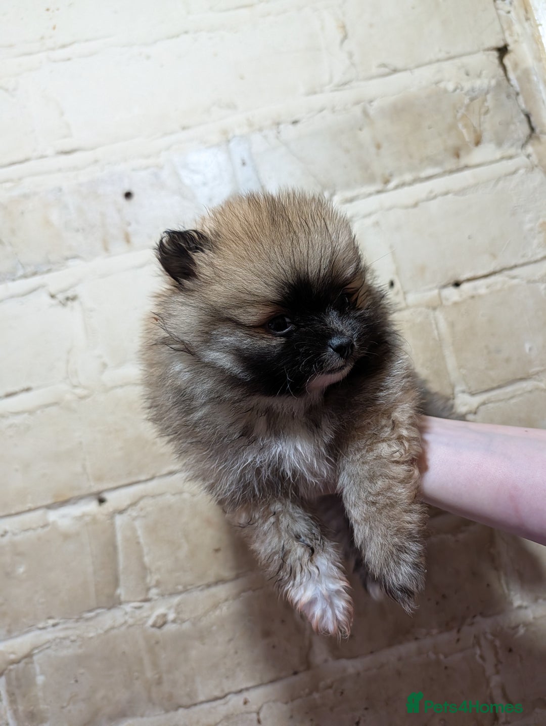 Pomeranian dogs for sale: Pomeranian puppy  - Advert 5