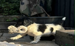 English Springer Spaniel dogs for sale: Male black and white springer spaniel  - Image 5
