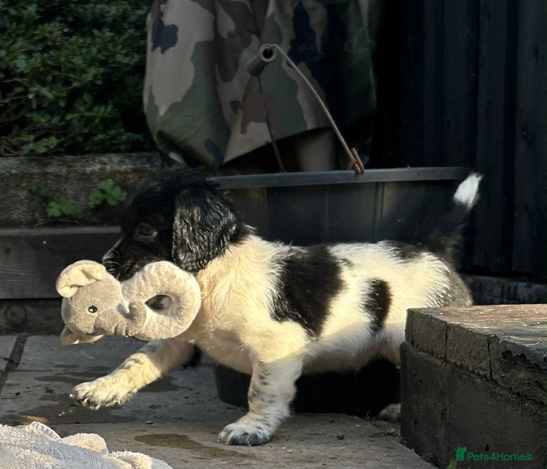 English Springer Spaniel dogs for sale: Male black and white springer spaniel  - Image 5