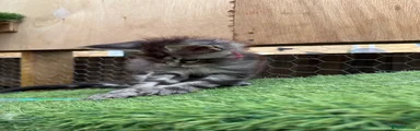 Maine Coon Kitten 3