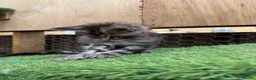 Maine Coon cats for sale: Pedigree Maine Coon kittens champion blood line - Advert 6
