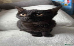 Domestic Shorthair cats for sale: Domestic shorthair  - Image 2