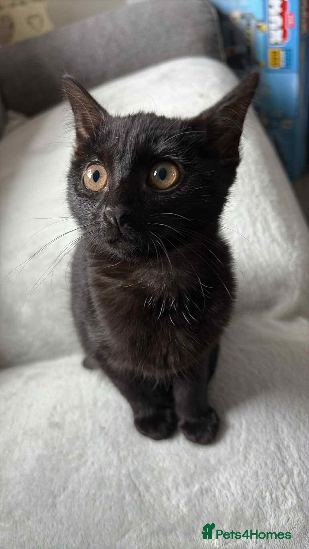 Domestic Shorthair cats for sale: Domestic shorthair  - Image 2