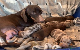 Miniature Dachshund dogs for sale: Gorgeous rainbow litter of miniature dachshund’  - Image 10