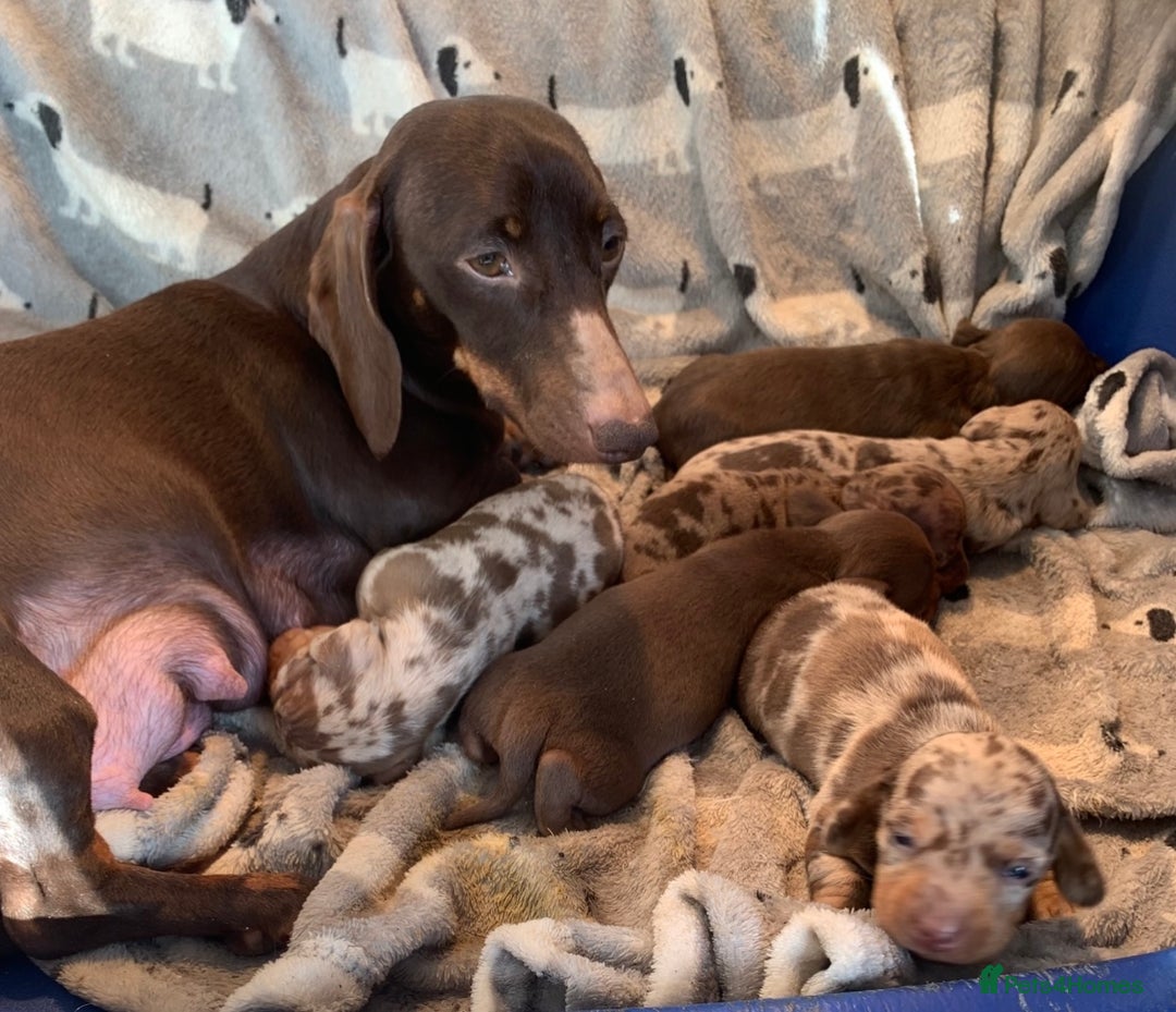 Miniature Dachshund dogs for sale: Gorgeous rainbow litter of miniature dachshund’  - Image 10