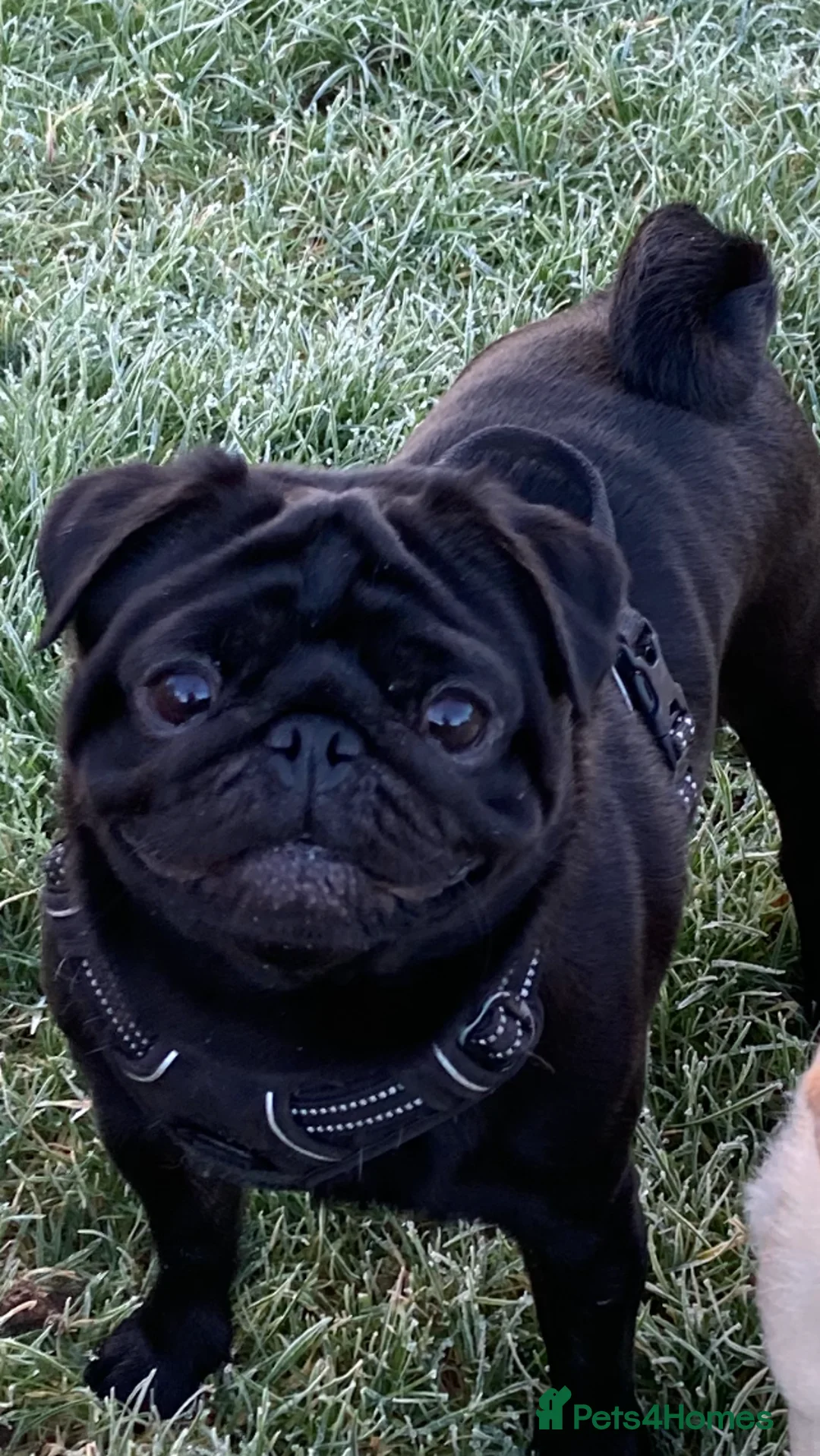 Pug dogs for stud: Health tested black pug stud  in Stevenage - Advert 17