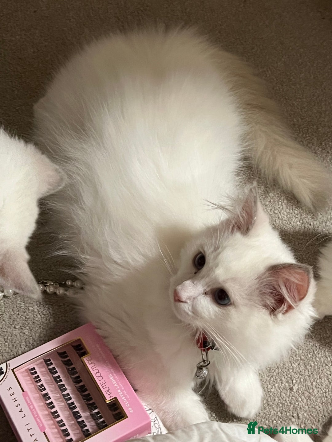 Ragdoll cats for sale: Rare blue+lilac bicolour + blue tortie kittens - Advert 10