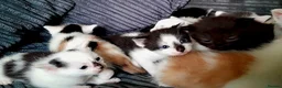 Mixed Breed cats for sale: 11 Adorable kittens 🐾 in Birmingham - Advert 8