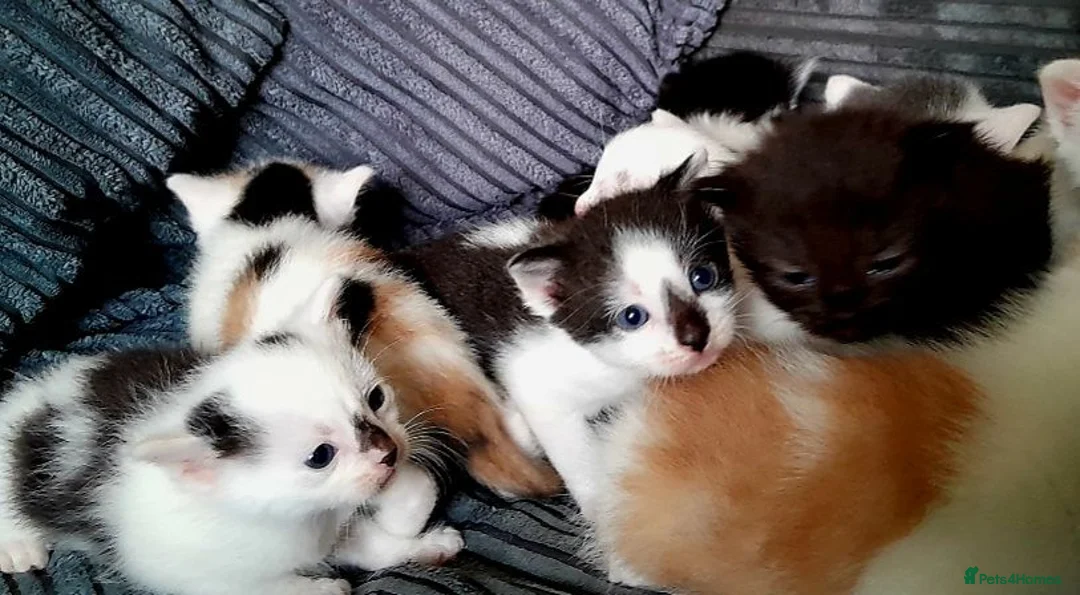 Mixed Breed cats for sale: 11 Adorable kittens 🐾 in Birmingham - Advert 8