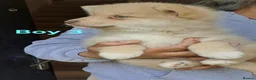 Pomsky dogs for sale: 4 Beautiful F4 Pomsky pups, ready now - Advert 7