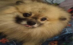 Pomeranian dogs for sale: Pomeranian  - Image 3